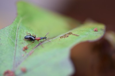 甘薯小象甲的危害与识别