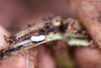 冬季甘薯采收后的田间管理&mdash;&mdash;清洁田园与土壤消毒