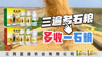 冬季种植，油菜，小麦，草莓等作物的，出现了除草剂药害，黄叶，僵苗，苗不长等问题，马上用多石粮，确保5天见到效果。