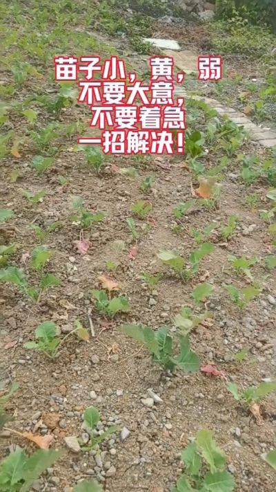 油菜苗子弱苗子小，就用多石粮，5天见效果。