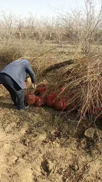 出售药用连翘苗，科研五号优质种苗，2/5年苗，药用连翘树，挂果树，全国包邮到家！财富密码18534302961出售药用连翘苗，科研五号优质种苗，2/5年苗，药用连翘树，挂果树，全国包邮到家！财富密码1