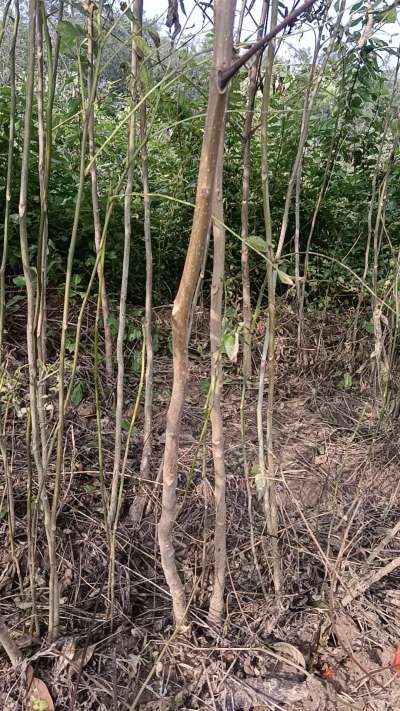 出售臭椿苗，巨峰葡萄苗。药用连翘苗，科研五号优质种苗，2/5年苗，药用连翘树，挂果树，全国包邮到家！财富密码18534302961