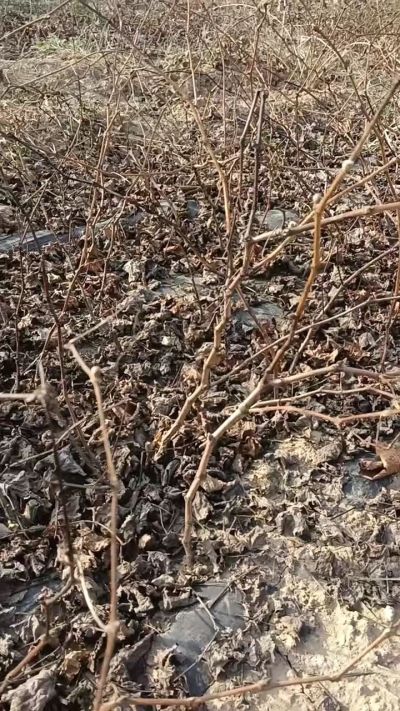 户太八号葡萄苗，，一年扦插苗，需要联系我