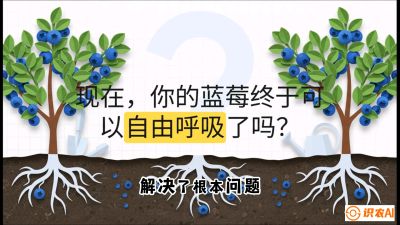 第3节：别把树&ldquo;憋死&rdquo;&mdash;&mdash;正确的定植与换盆手法,   课程：《蓝莓&ldquo;高产&rdquo;实战课：从选苗到丰收的10个关键点》