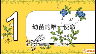 第6节：修剪决定产量（上）&mdash;&mdash;幼苗期与生长期修剪， 课程：《蓝莓&ldquo;高产&rdquo;实战课：从选苗到丰收的10个关键点》