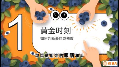 第10节：完美的&ldquo;果粉&rdquo;&mdash;&mdash;采摘时机与保鲜， 课程：《蓝莓&ldquo;高产&rdquo;实战课：从选苗到丰收的10个关键点》