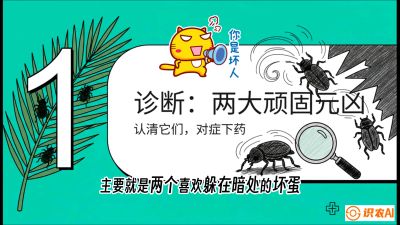 第06节：顽固虫害防治&mdash;&mdash;&ldquo;钻心虫与红蜘蛛，打准时间才服输&rdquo;《槟榔种植：从不懂到精通的10堂必修课》