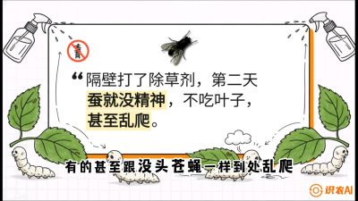 第05节：养蚕人的&ldquo;排雷战&rdquo;&mdash;&mdash;除草剂的生死禁忌，课程：《桑海淘金：桑树高产与蚕桑安全进阶实战课》