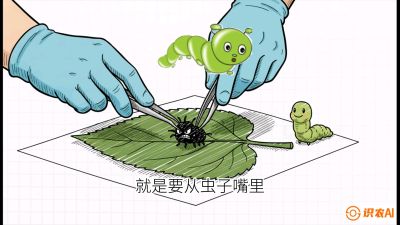 第07节：虫口夺叶（下）&mdash;&mdash;不得不打药时的&ldquo;解毒术&rdquo;，课程：《桑海淘金：桑树高产与蚕桑安全进阶实战课》