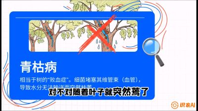 第08节：看不见的杀手&mdash;&mdash;青枯病与萎缩病，课程：《桑海淘金：桑树高产与蚕桑安全进阶实战课》