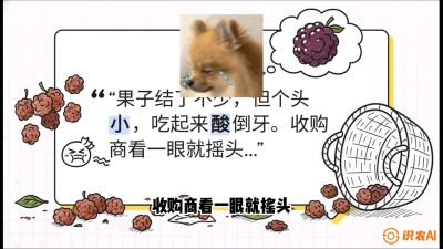 第10节：甜蜜的科学&mdash;&mdash;膨大、增甜与转色，课程：《桑海淘金：桑树高产与蚕桑安全进阶实战课》