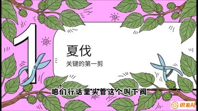 第11节：叶果双收&mdash;&mdash;特殊的夏伐与冬伐，课程：《桑海淘金：桑树高产与蚕桑安全进阶实战课》