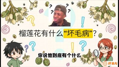 第六节：榴莲的午夜战事，夜间授粉战与花果期避雨策略，课程：《国产榴莲突围战：从泰国经验到中国实操的8堂必修课（高阶实战版）》