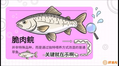 第六节：【老品升级&middot;脆肉鲩】如何让草鱼身价翻倍？，课程：《黄金鳞甲：2025中国淡水鱼高效养殖实战营》