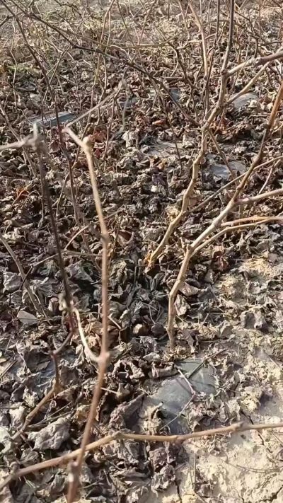 出售，巨峰葡萄苗。药用连翘苗，科研五号优质种苗，2/5年苗，药用连翘树，挂果树，全国包邮到家！财富密码18534302961