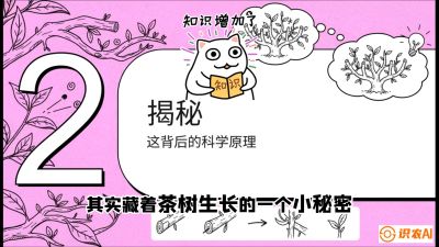 第04节（修剪篇）：树势复活术：从&ldquo;越剪越弱&rdquo;到&ldquo;枝繁叶茂&rdquo;的能量管理与夏秋茶逆袭，课程：《茶金时代：从&ldquo;看天吃饭&rdquo;到&ldquo;精准控局&rdquo;的茶叶高产提质实战课》