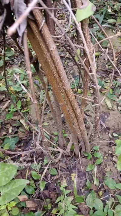 出售药用连翘苗，科研五号优质种苗，2/5年苗，药用连翘树，挂果树，全国包邮到家！财富密码18534302961出售药用连翘苗，科研五号优质种苗，2/5年苗，药用连翘树，挂果树，全国包邮到家！财富密码1