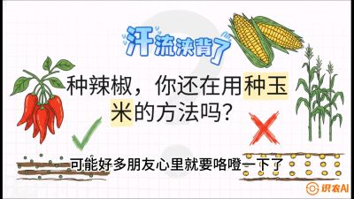 第1节：【品种定江山】工业辣椒vs小米辣：底肥公式与密度陷阱的&ldquo;百万生意经&rdquo;，课程：《辣椒种植实战特训营，从工业辣椒到精品小米辣，教你如何把&ldquo;草&rdquo;种成&ldquo;金&rdquo;》