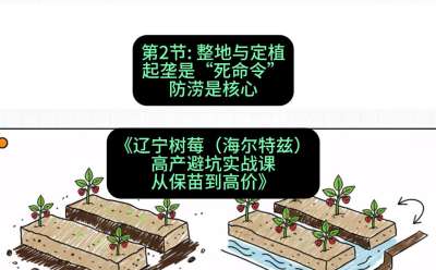 第二节： 整地与定植&mdash;&mdash;起垄是&ldquo;死命令&rdquo;，防涝是核心，课程：《辽宁树莓（海尔特兹）高产避坑实战课：从保苗到高价》