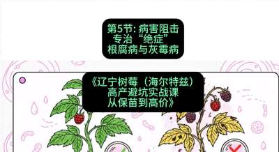 第五节： 病害阻击&mdash;&mdash;专治&ldquo;绝症&rdquo;根腐病与灰霉病，课程：《辽宁树莓（海尔特兹）高产避坑实战课：从保苗到高价》