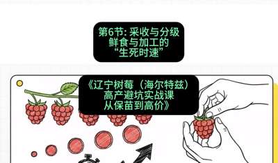 第六节： 采收与分级&mdash;&mdash;鲜食与加工的&ldquo;生死时速&rdquo;，课程：《辽宁树莓（海尔特兹）高产避坑实战课：从保苗到高价》