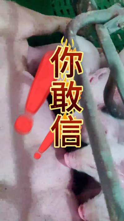 小猪抢不到奶，干瘦不长肉？成活率总上不去？😭
自从用上南商农科这款仔猪补奶机，再也没这烦恼！
✅ 一键设置下料参数，新手也能上手
✅ 恒温补奶，小猪抢着喝，长势超均匀
从车间精工组装到猪场落地使用，每