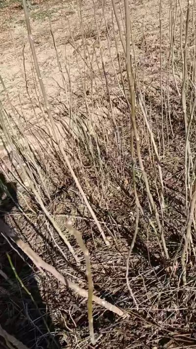 出售臭椿苗，巨峰葡萄苗。药用连翘苗，科研五号优质种苗，2/5年苗，药用连翘树，挂果树，全国包邮到家！财富密码18534302961