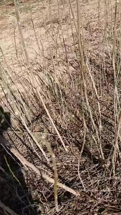 出售臭椿苗，巨峰葡萄苗。药用连翘苗，科研五号优质种苗，2/5年苗，药用连翘树，挂果树，全国包邮到家！财富密码18534302961