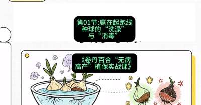 第01节：赢在起跑线&mdash;&mdash;种球的&ldquo;洗澡&rdquo;与&ldquo;消毒&rdquo;，课程：《卷丹百合&ldquo;无病高产&rdquo;植保实战课》#识农AI