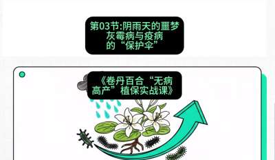 第03节：阴雨天的噩梦&mdash;&mdash;灰霉病与疫病的&ldquo;保护伞&rdquo;，课程：《卷丹百合&ldquo;无病高产&rdquo;植保实战课》#识农AI