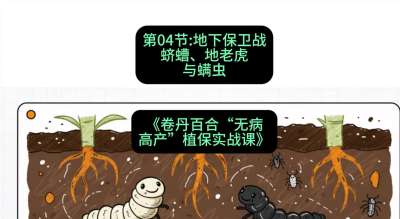第04节：地下保卫战&mdash;&mdash;蛴螬、地老虎与螨虫 ，课程：《卷丹百合&ldquo;无病高产&rdquo;植保实战课》#识农AI