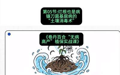 第05节：烂根也是病&mdash;&mdash;镰刀菌基腐病的&ldquo;土壤消毒术&rdquo; ，课程：《卷丹百合&ldquo;无病高产&rdquo;植保实战课》#识农AI