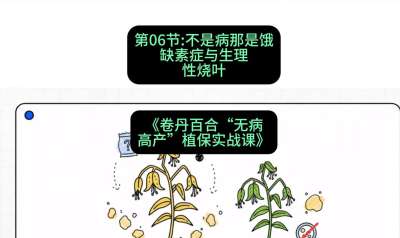 第06节：不是病那是饿&mdash;&mdash;缺素症与生理性烧叶 ，课程：《卷丹百合&ldquo;无病高产&rdquo;植保实战课》#识农AI