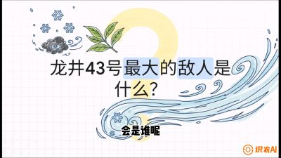 第04节：龙井双璧&mdash;&mdash;龙井43与群体种的差异化护养（重点），课程：《茗茶卫士&mdash;&mdash;茶叶病虫害绿色防控实战课》#识农AI