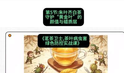 第05节：朱叶齐白茶&mdash;&mdash;守护&ldquo;黄金叶&rdquo;的颜值与蜡质层（重点），课程：《茗茶卫士&mdash;&mdash;茶叶病虫害绿色防控实战课》#识农AI