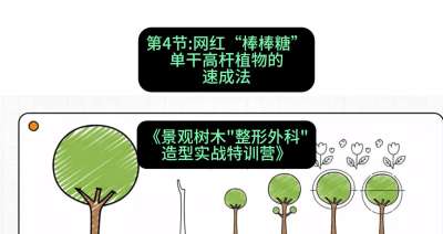 第04节：网红&ldquo;棒棒糖&rdquo;&mdash;&mdash;单干高杆植物的速成法，课程：《景观树木&ldquo;整形外科&rdquo;造型实战特训营》#识农AI