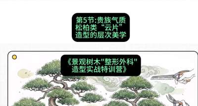 第05节：贵族气质&mdash;&mdash;松柏类&ldquo;云片&rdquo;造型的层次美学，课程：《景观树木&ldquo;整形外科&rdquo;造型实战特训营》#识农AI
