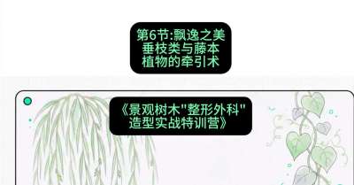 第06节：飘逸之美&mdash;&mdash;垂枝类与藤本植物的牵引术，课程：《景观树木&ldquo;整形外科&rdquo;造型实战特训营》#识农AI