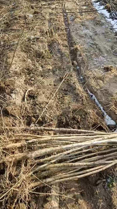 出售臭椿苗，巨峰葡萄苗。药用连翘苗，科研五号优质种苗，2/5年苗，药用连翘树，挂果树，全国包邮到家！财富密码18534302961