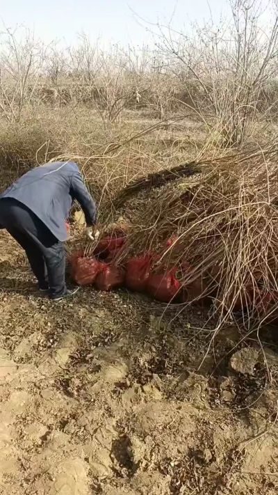 出售药用连翘苗，科研五号优质种苗，2/5年苗，药用连翘树，挂果树，全国包邮到家！财富密码18534302961出售药用连翘苗，科研五号优质种苗，2/5年苗，药用连翘树，挂果树，全国包邮到家！财富密码1