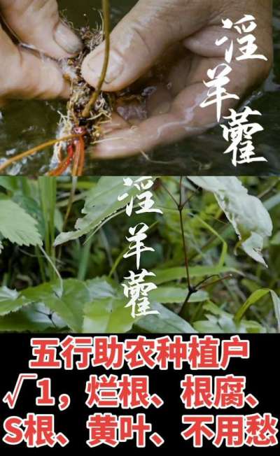 177，1907，0725，V 同号
1  老乡们！种淫羊藿不用乱买肥，咱这款专用肥，针对淫羊藿习性配的，壮苗防烂根，采收多卖钱，用过都回头！
2  咱种淫羊藿图的就是省心高产！专用肥薄肥勤施，苗不烧