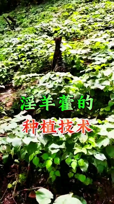 揭秘&ldquo;仙草&rdquo;淫羊藿的种植密码！耐严寒耐贫瘠，林下套种不占耕地，管理简单还能套种其他作物，一亩地的投入两亩地的收益～ 想返乡创业的赶紧码住！ #淫羊藿种植技术 #返乡创业项目 #药材种植指南 #农业新风