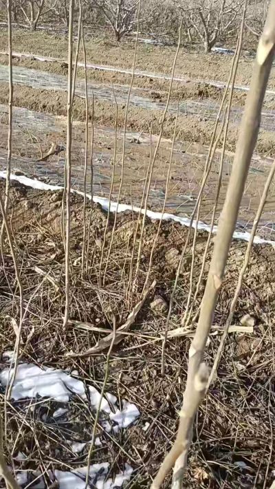 臭椿苗，一年苗，需要联系我，全国包邮到家。18534302961