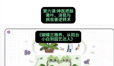 第六节：神医把脉：黄叶、消苞与病虫害逆转术，课程：《蝴蝶兰雅养六讲：从阳台小白到园艺达人》#识农AI