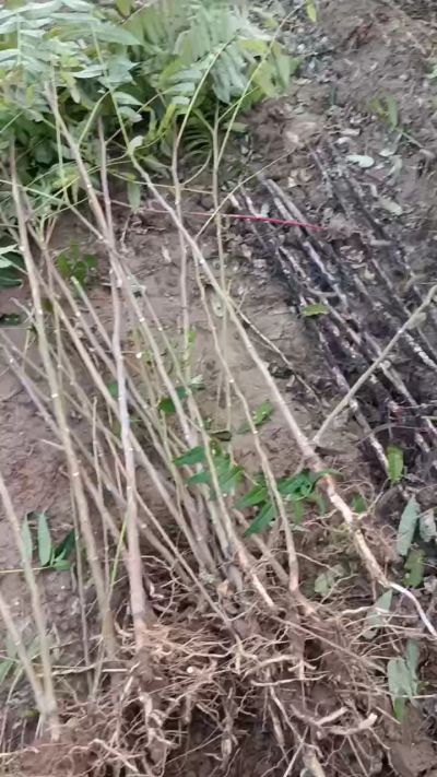 出售臭椿苗，巨峰葡萄苗。药用连翘苗，科研五号优质种苗，2/5年苗，药用连翘树，挂果树，全国包邮到家！财富密码18534302961