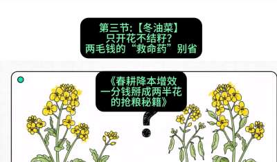 第三节：【冬油菜】只开花不结籽？两毛钱的&ldquo;救命药&rdquo;别省