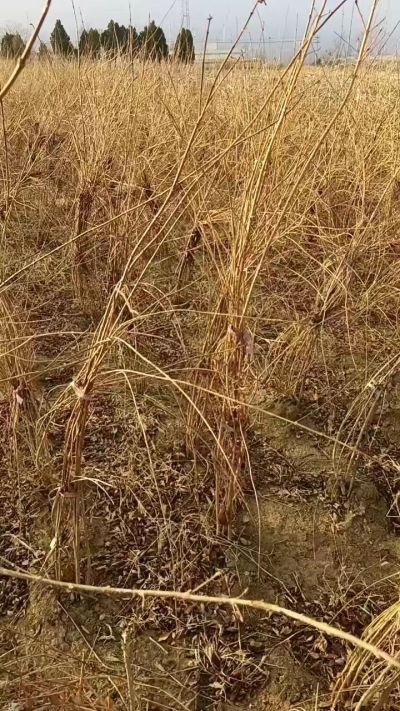 出售药用连翘苗，科研五号优质种苗，2/5年苗，药用连翘树，挂果树，全国包邮到家！财富密码18534302961出售药用连翘苗，科研五号优质种苗，2/5年苗，药用连翘树，挂果树，全国包邮到家！财富密码1