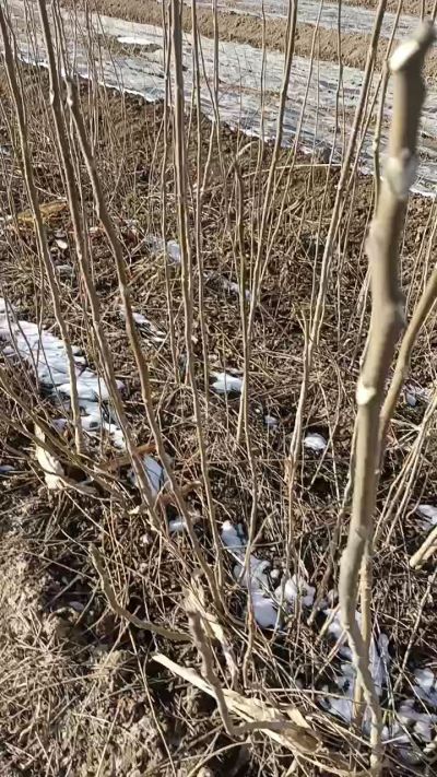 出售臭椿苗，巨峰葡萄苗。药用连翘苗，科研五号优质种苗，2/5年苗，药用连翘树，挂果树，全国包邮到家！财富密码18534302961