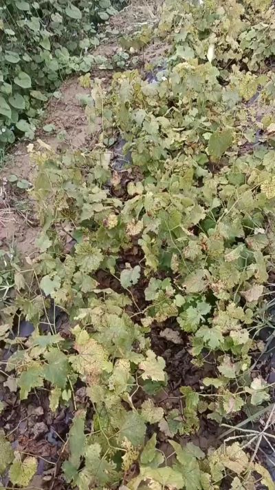 出售巨峰葡萄苗。药用连翘苗，科研五号优质种苗，2/5年苗，药用连翘树，挂果树，全国包邮到家！财富密码18534302961