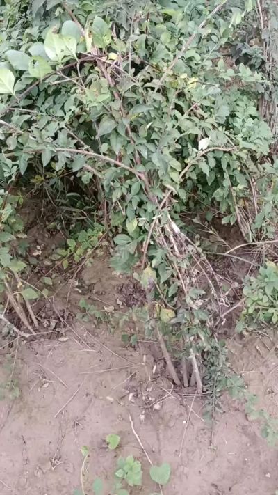 出售药用连翘苗，科研五号优质种苗，2/5年苗，药用连翘树，挂果树，全国包邮到家！财富密码18534302961